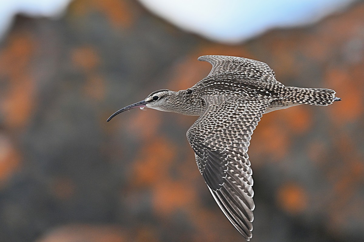 Whimbrel - André Lanouette