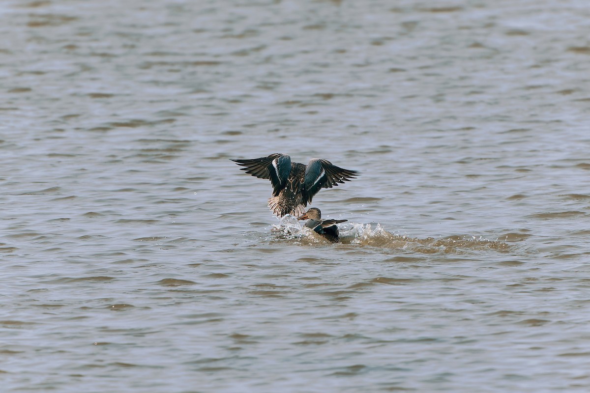 Northern Shoveler - ML609965610