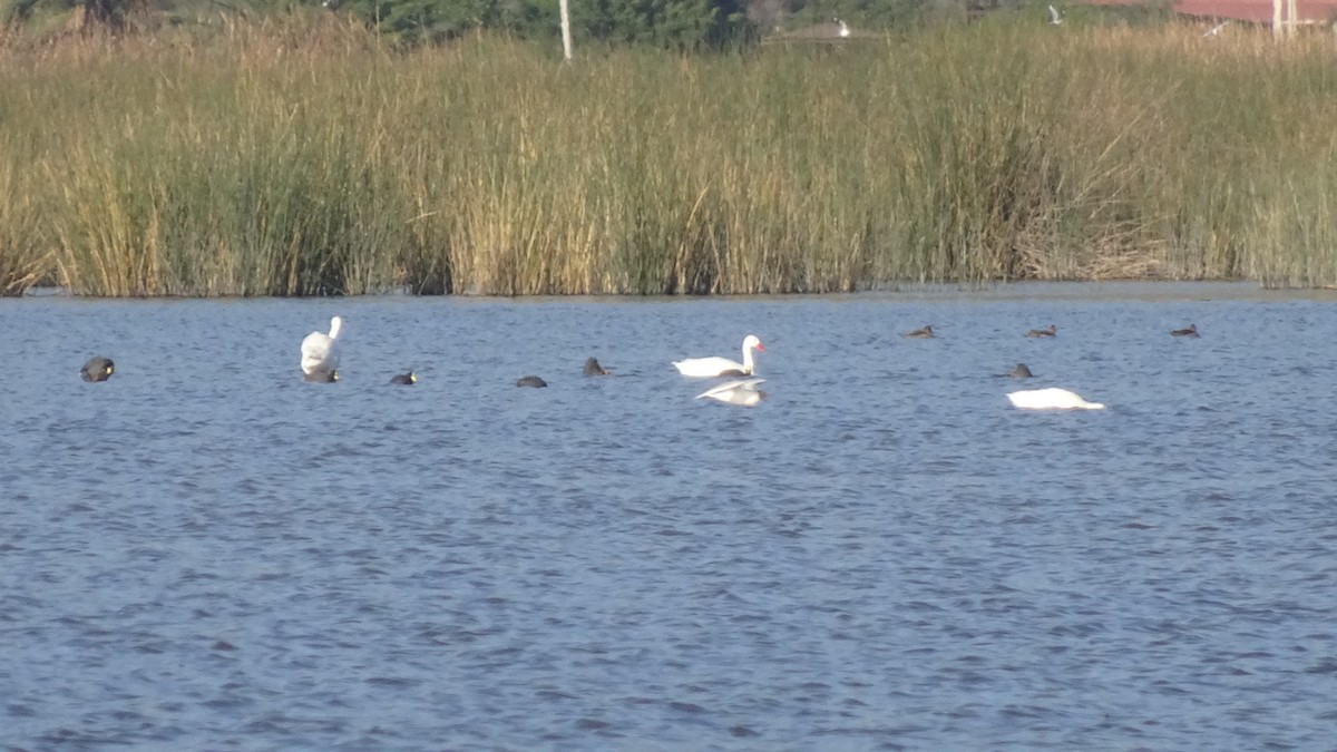 Coscoroba Swan - ML609965700