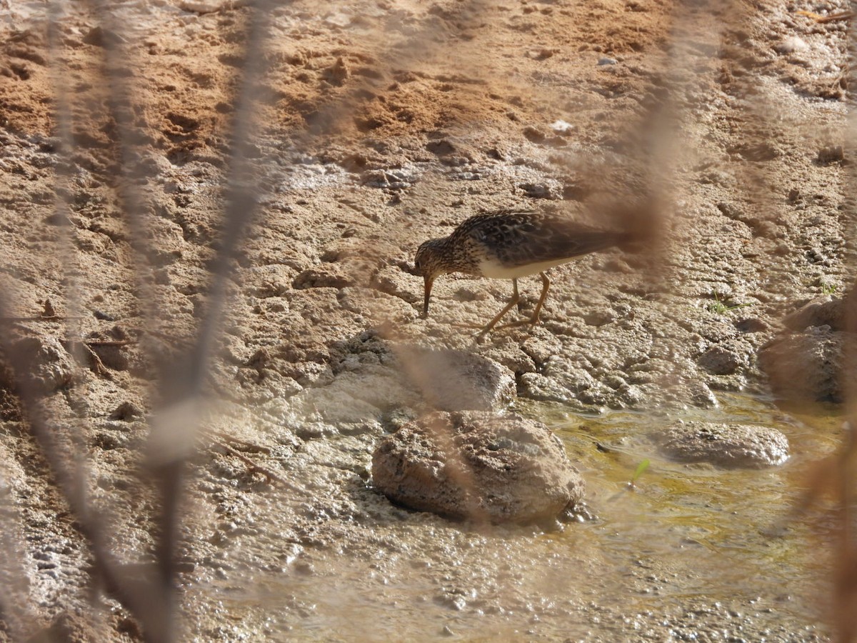 Graubrust-Strandläufer - ML609965728