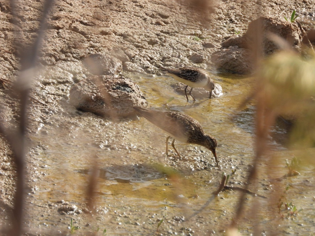 Graubrust-Strandläufer - ML609965733