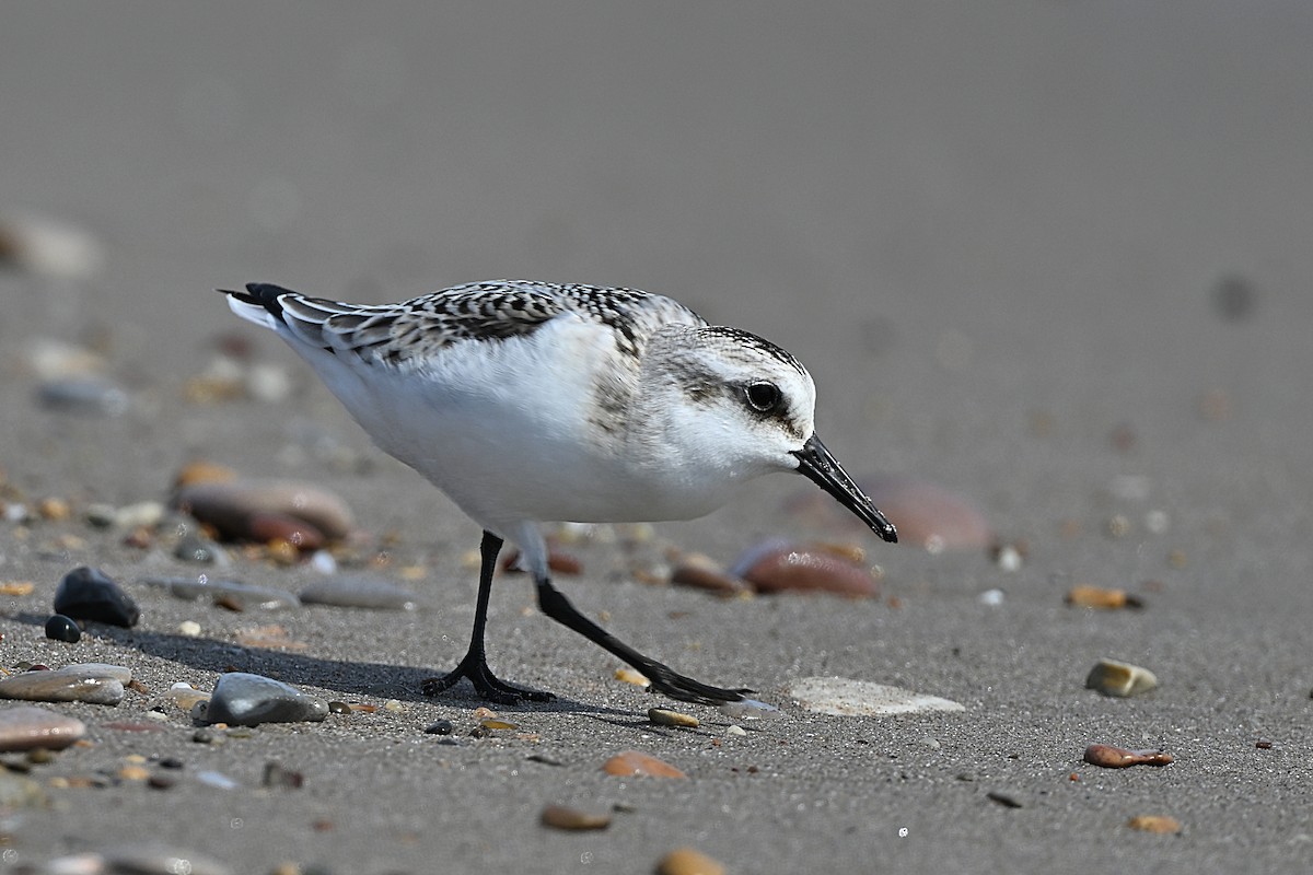 Bécasseau sanderling - ML609965766