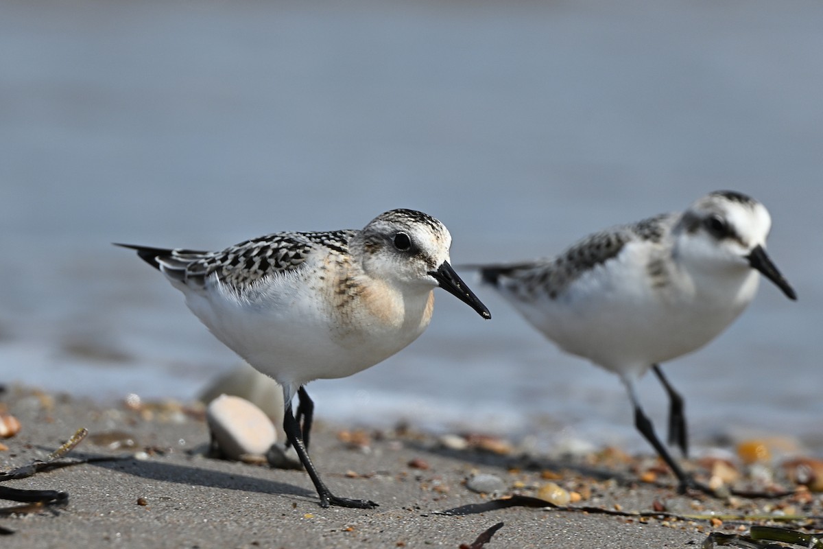 Bécasseau sanderling - ML609965767