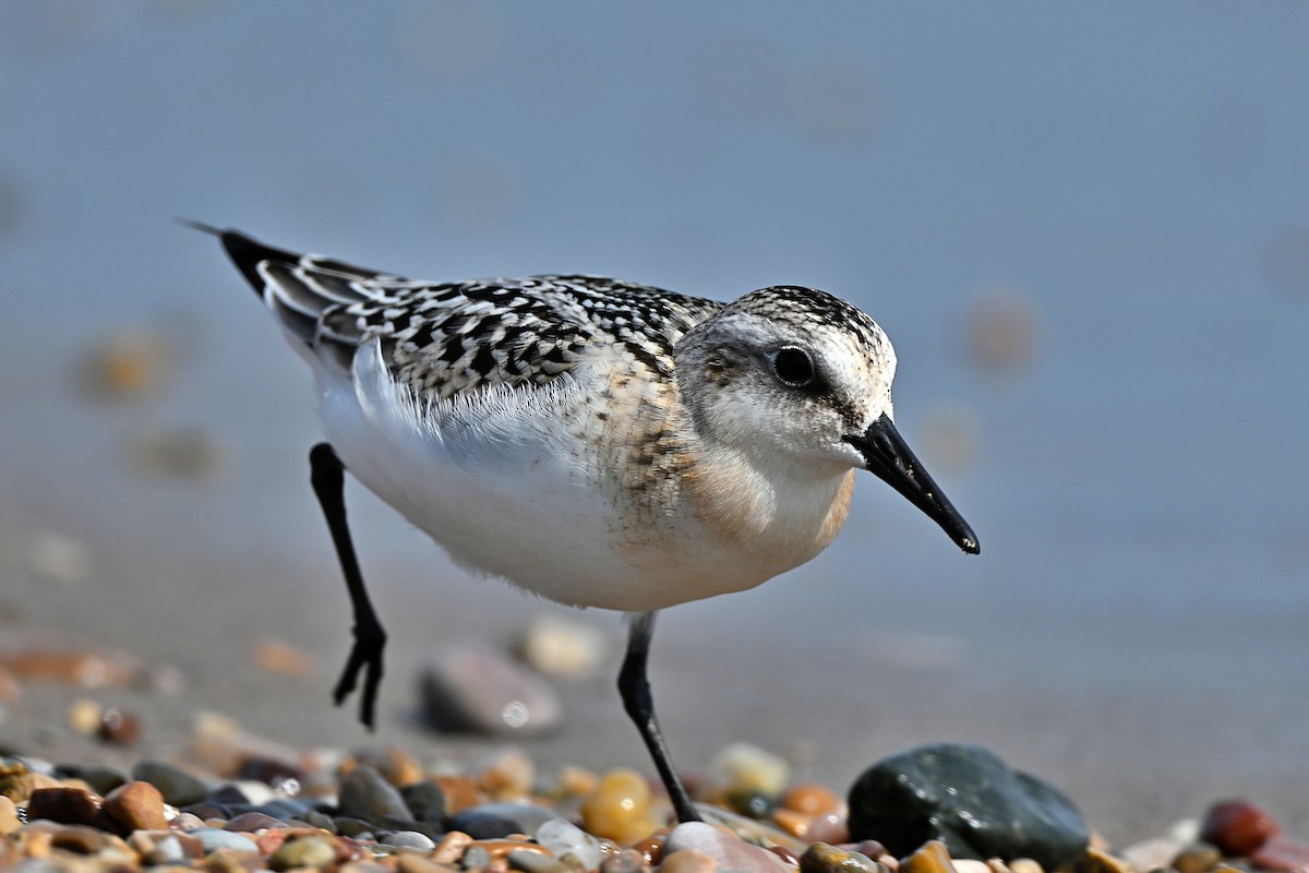 Sanderling - André Lanouette