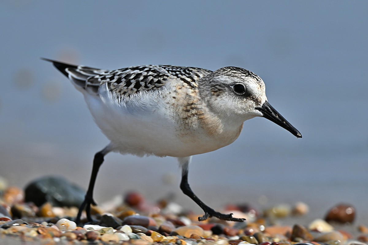 Bécasseau sanderling - ML609965770