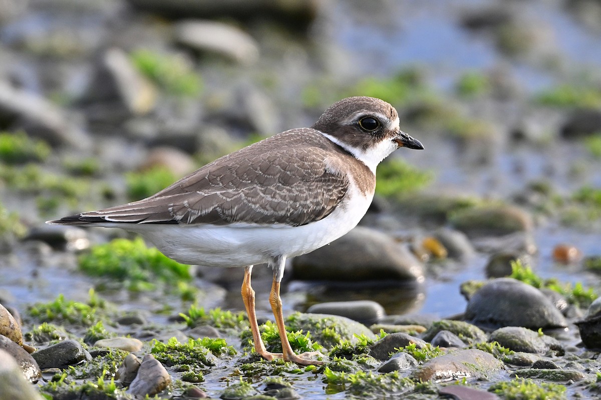 Semipalmated Plover - ML609965776