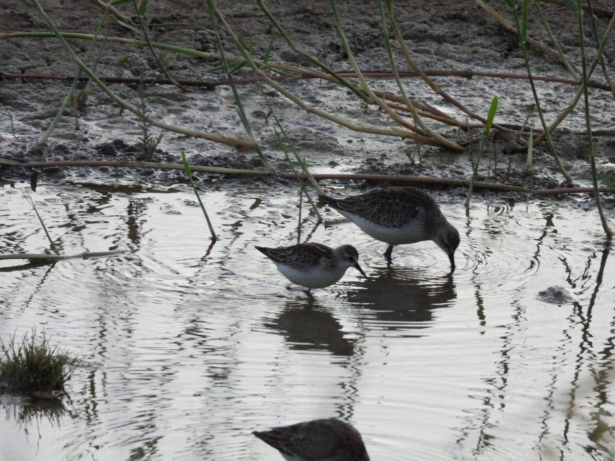 Little Stint - ML609965796