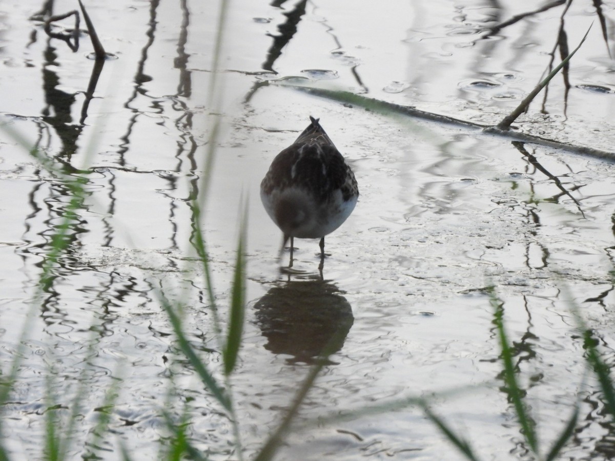 Little Stint - ML609965797