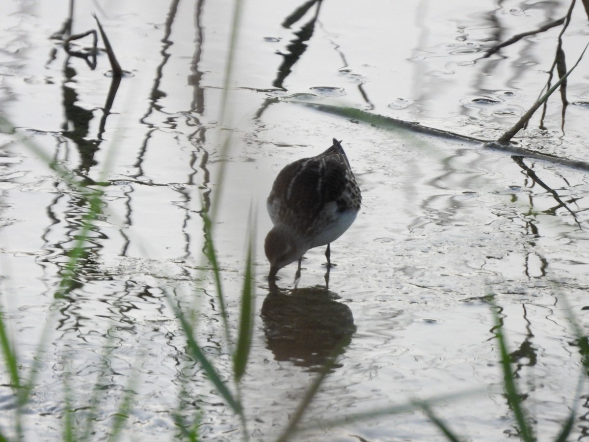 Little Stint - ML609965799