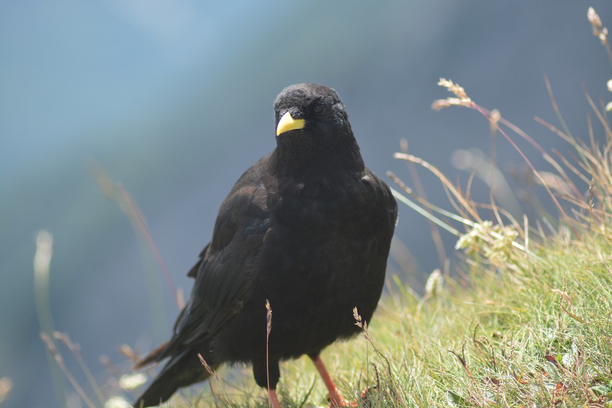 Yellow-billed Chough - ML609965832