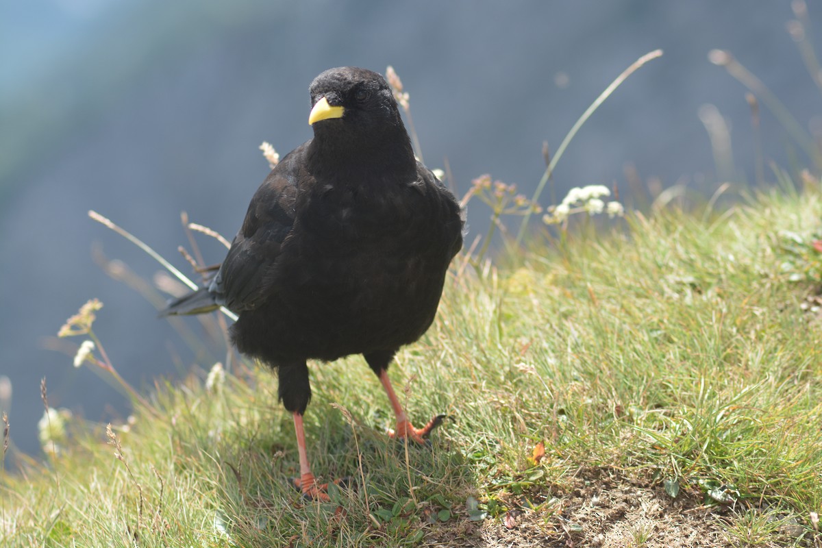 Yellow-billed Chough - ML609965845