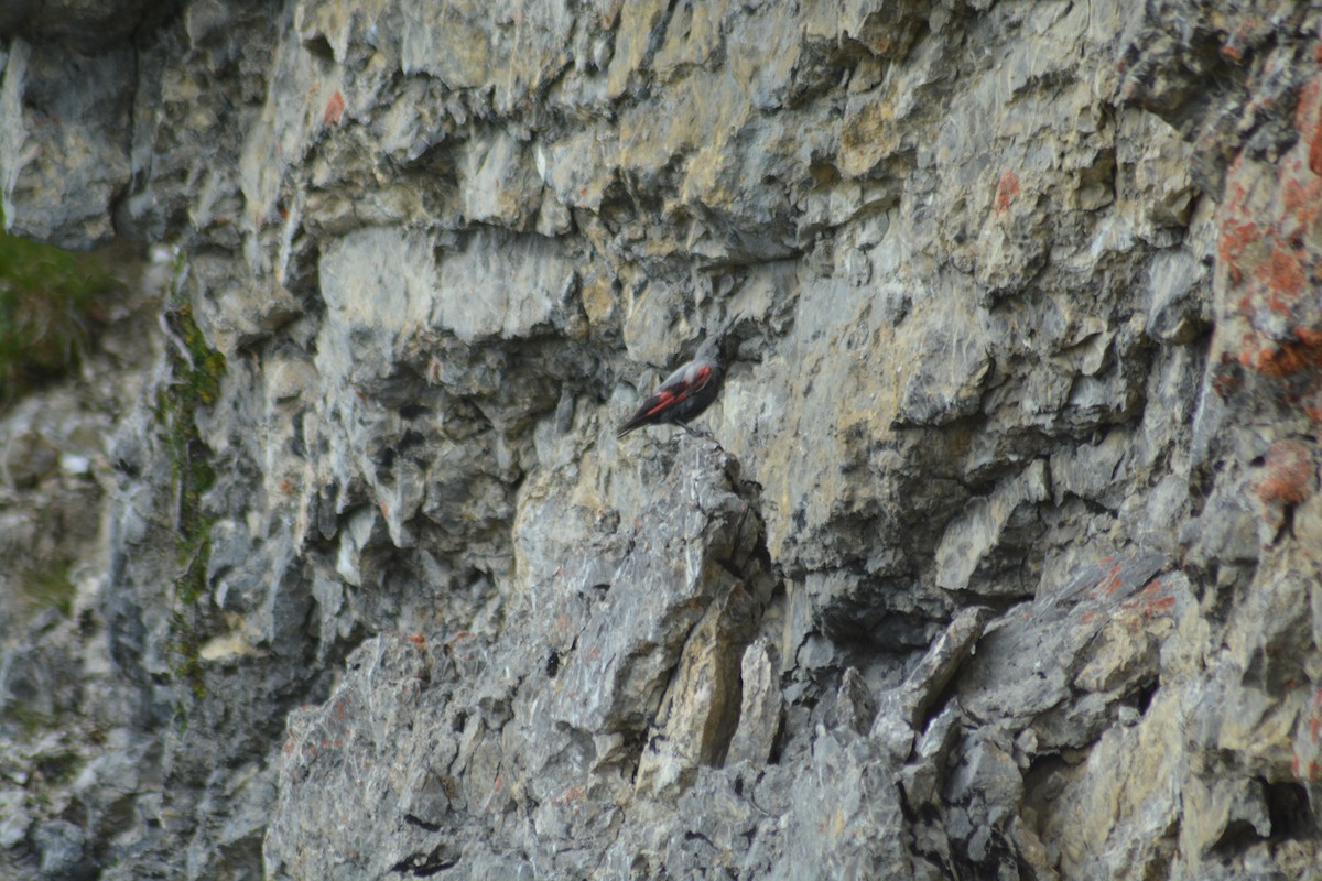 Wallcreeper - ML609965888