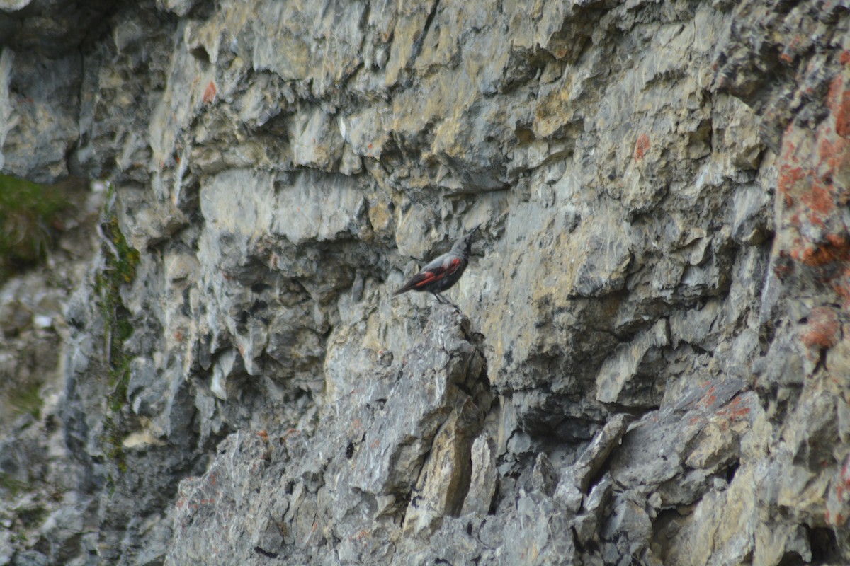 Wallcreeper - ML609965889