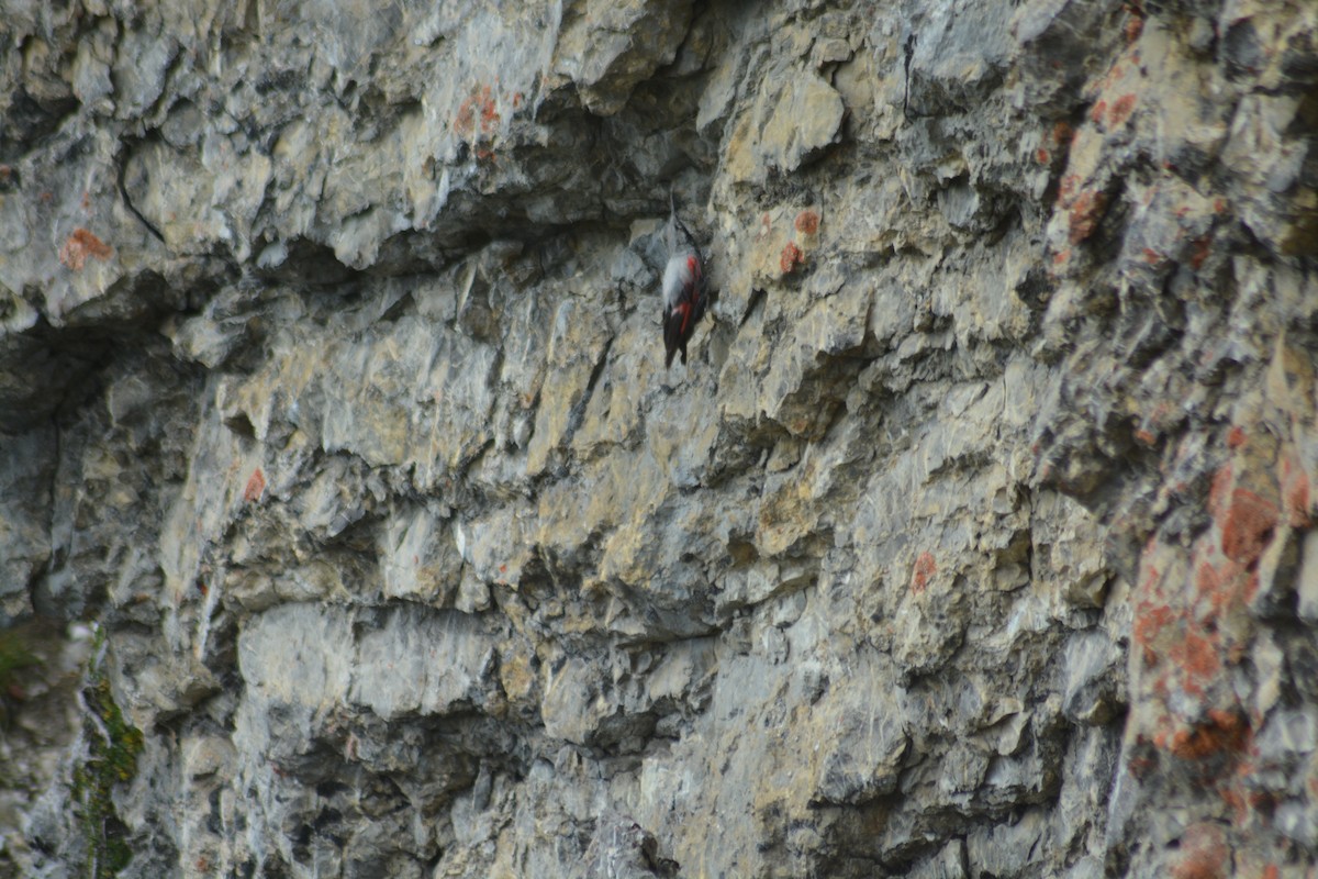 Wallcreeper - ML609965890