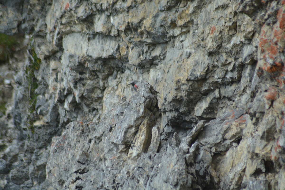 Wallcreeper - ML609965908
