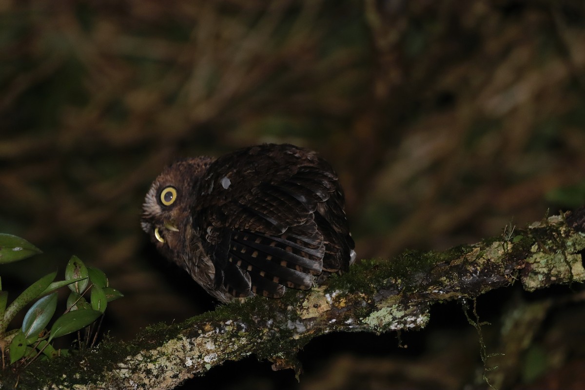 Bare-shanked Screech-Owl - Marco Quesada