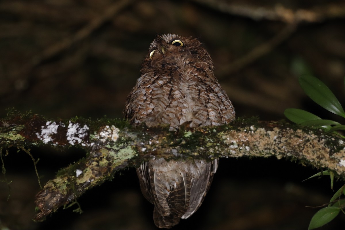 Bare-shanked Screech-Owl - Marco Quesada