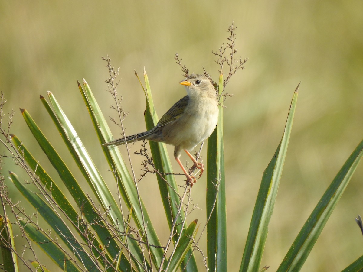 Wedge-tailed Grass-Finch - ML609965974