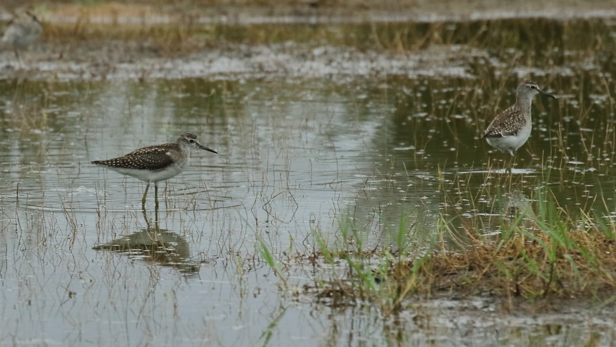 Wood Sandpiper - ML609966015