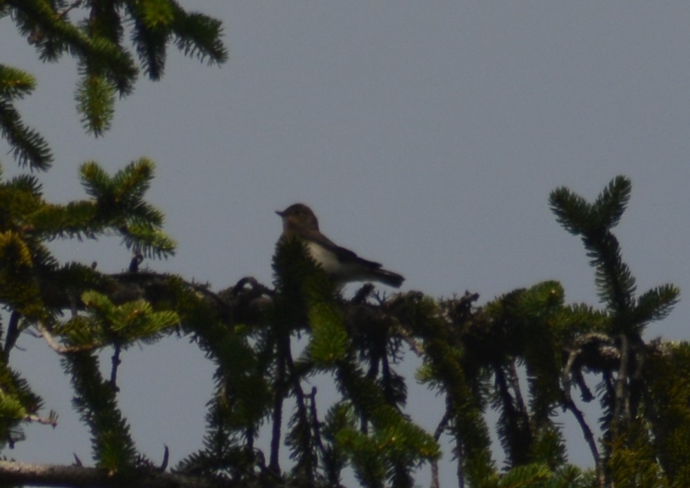 Red-breasted Flycatcher - ML609966096