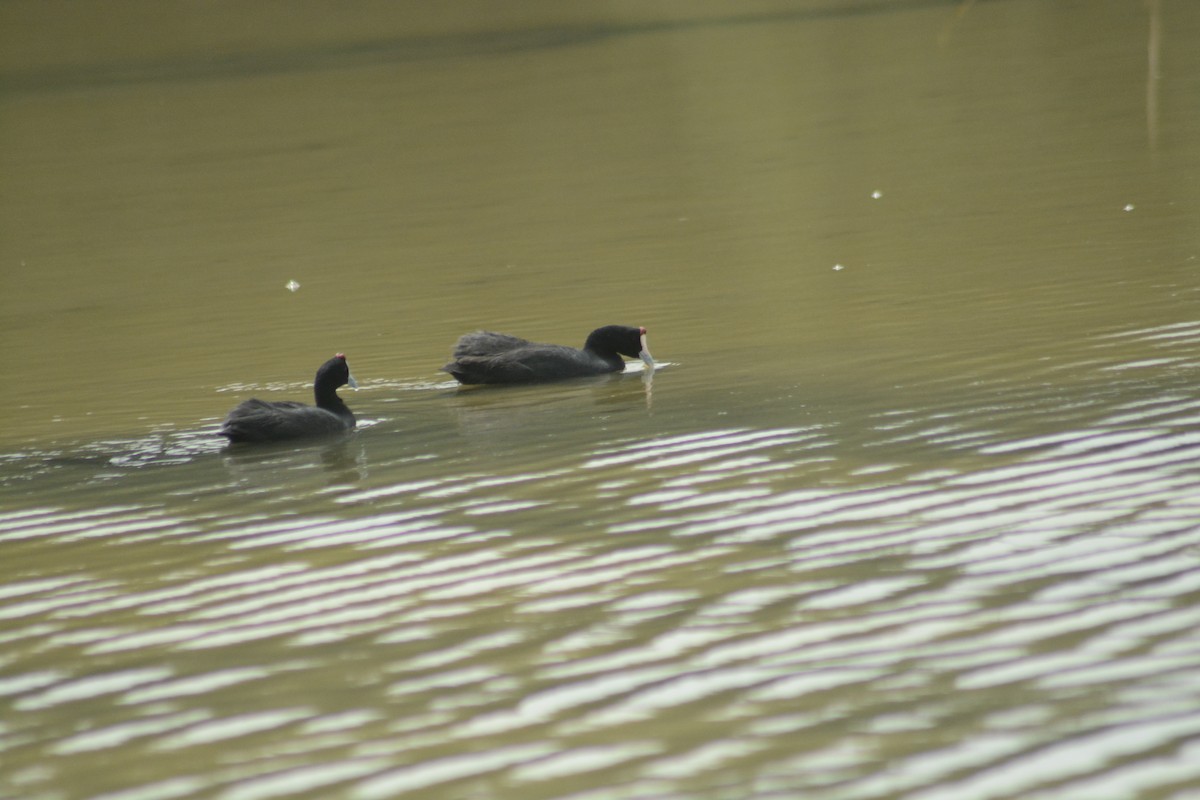 Red-knobbed Coot - ML609966165