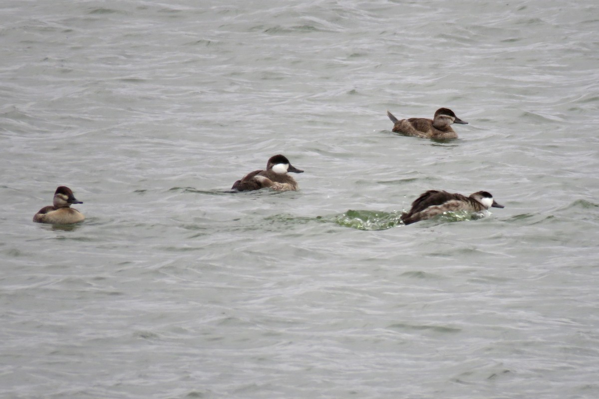 Ruddy Duck - Kelly Preheim