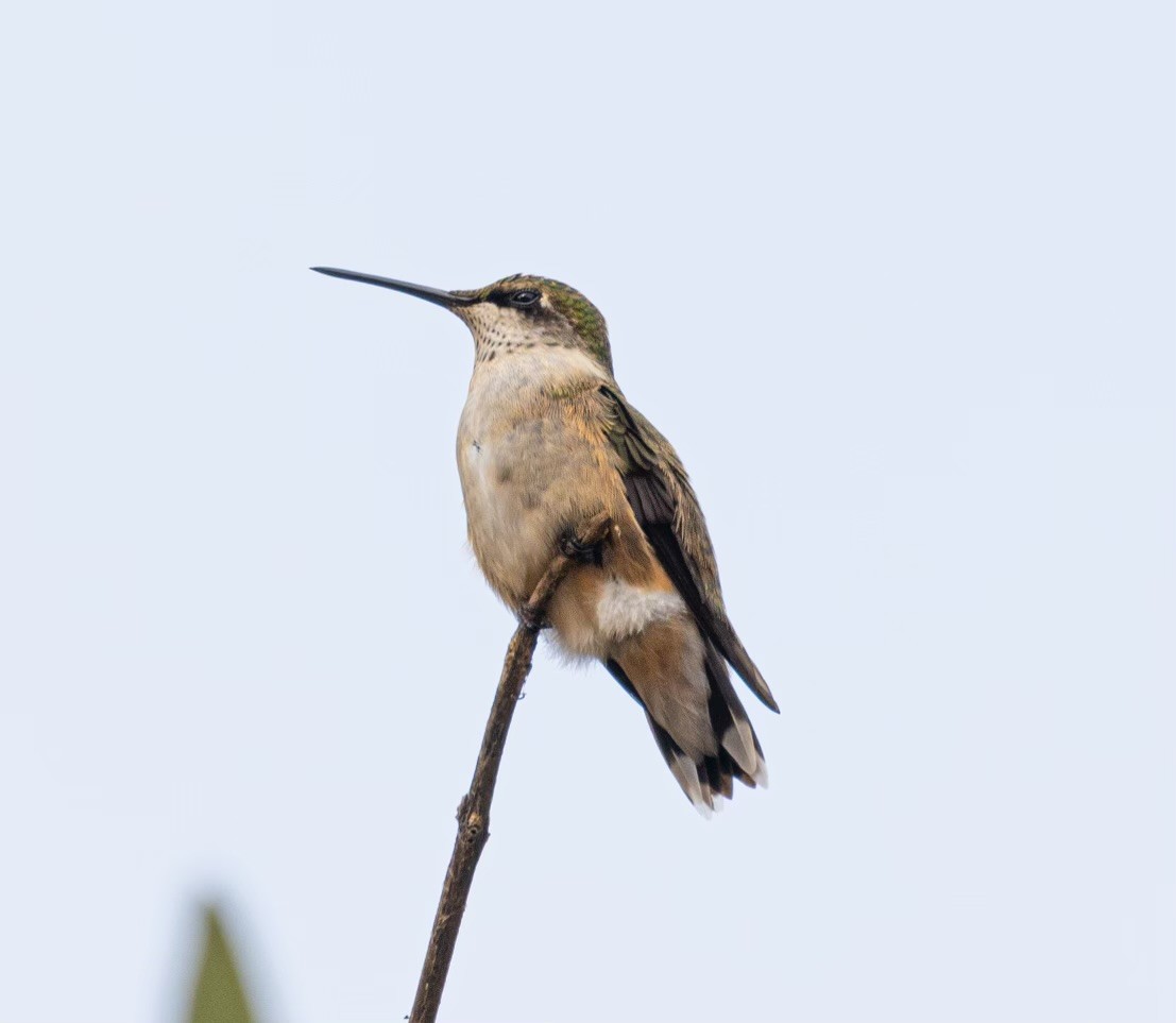 Geniş Kuyruklu Kolibri - ML609966470