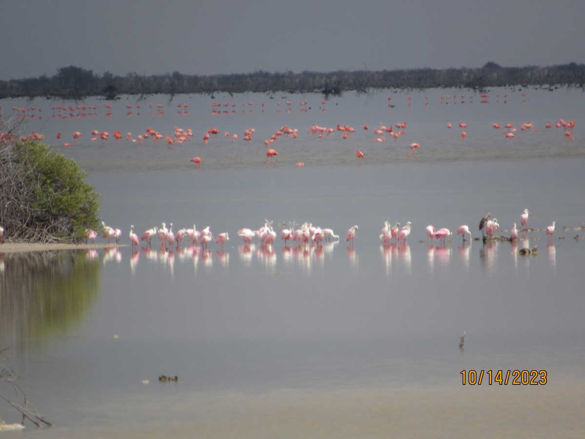 Roseate Spoonbill - Vivian F. Moultrie