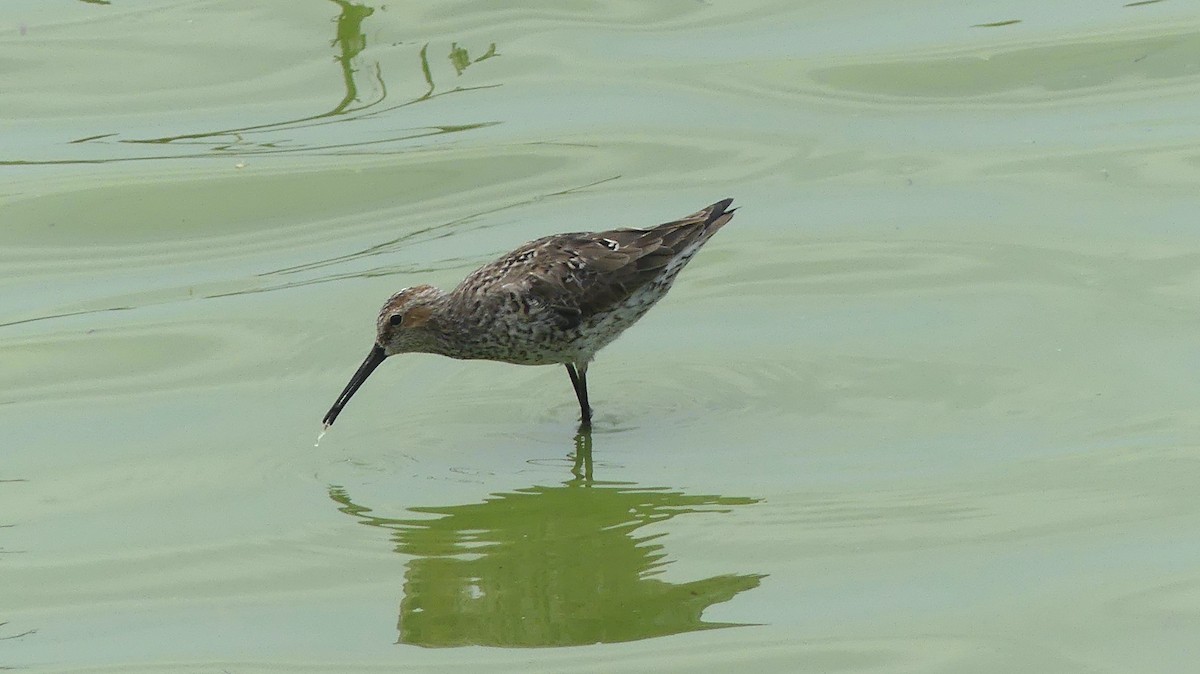 Stilt Sandpiper - ML609966608