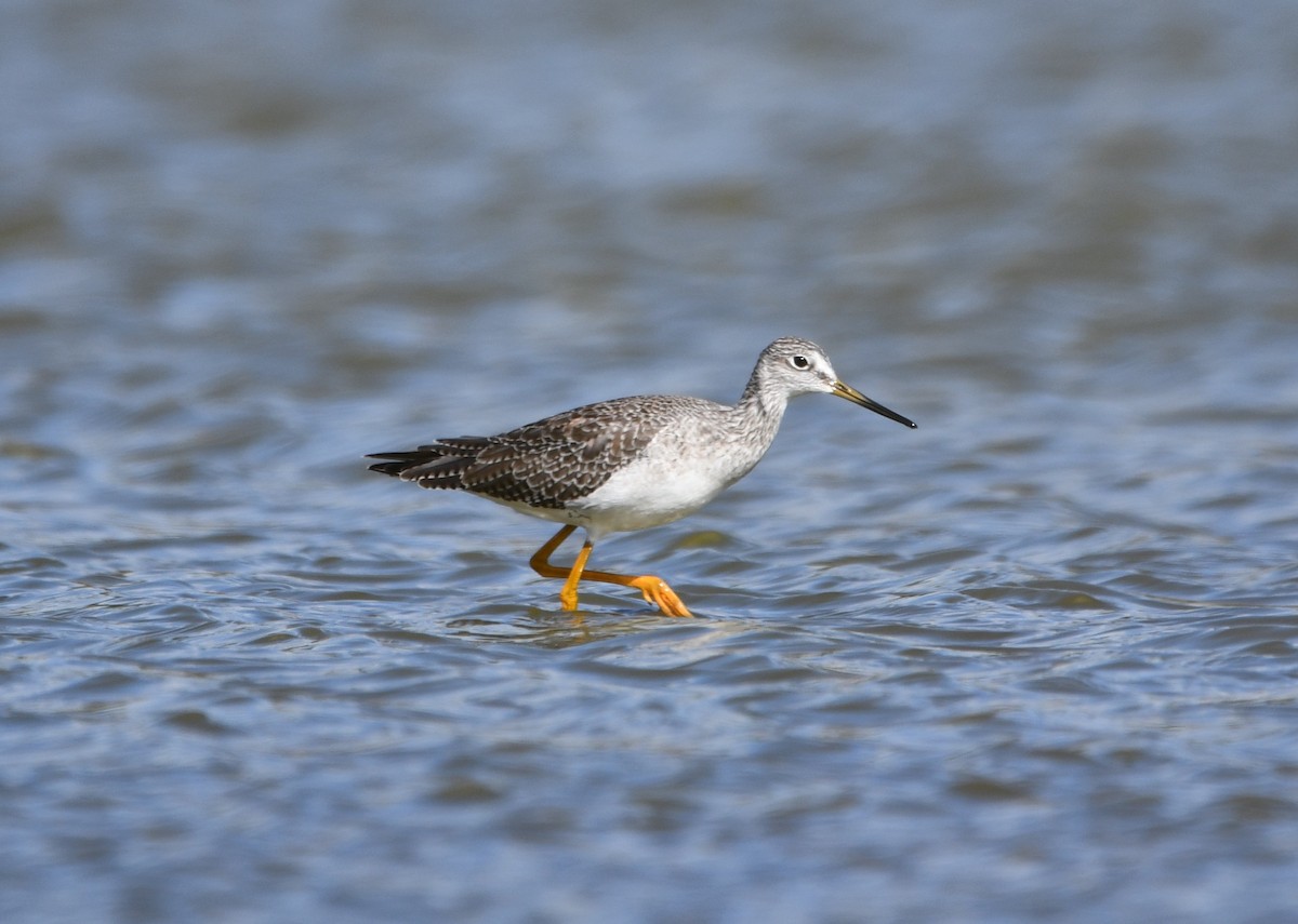 Greater Yellowlegs - ML609966614