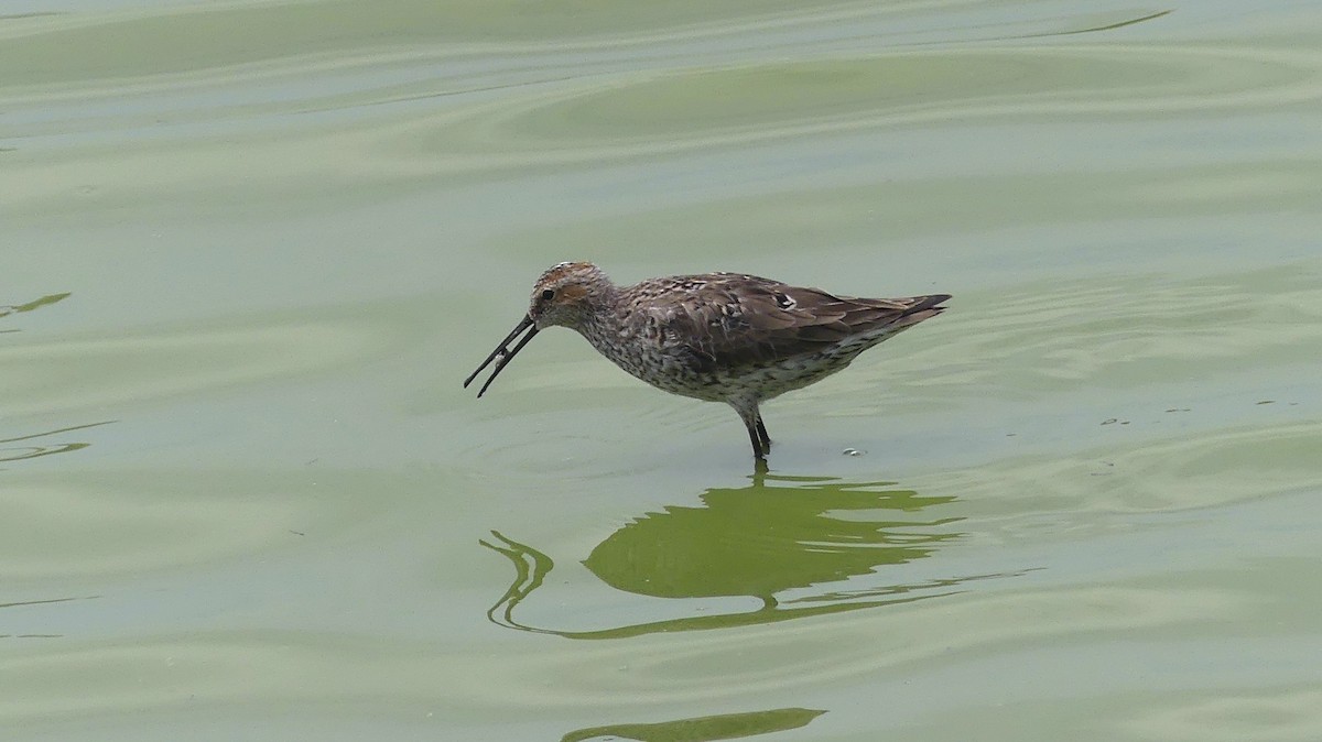 Stilt Sandpiper - ML609966615