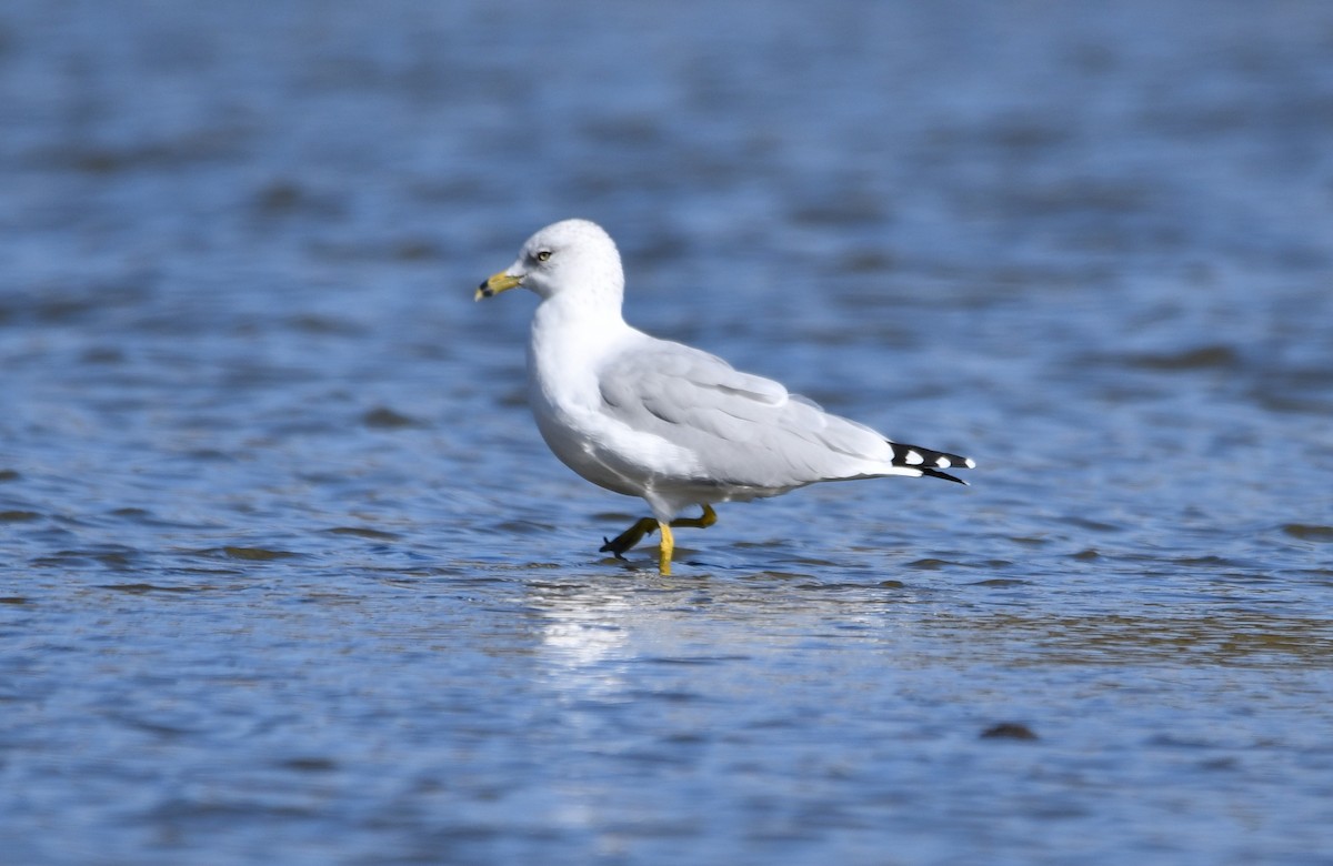 Ring-billed Gull - ML609966616