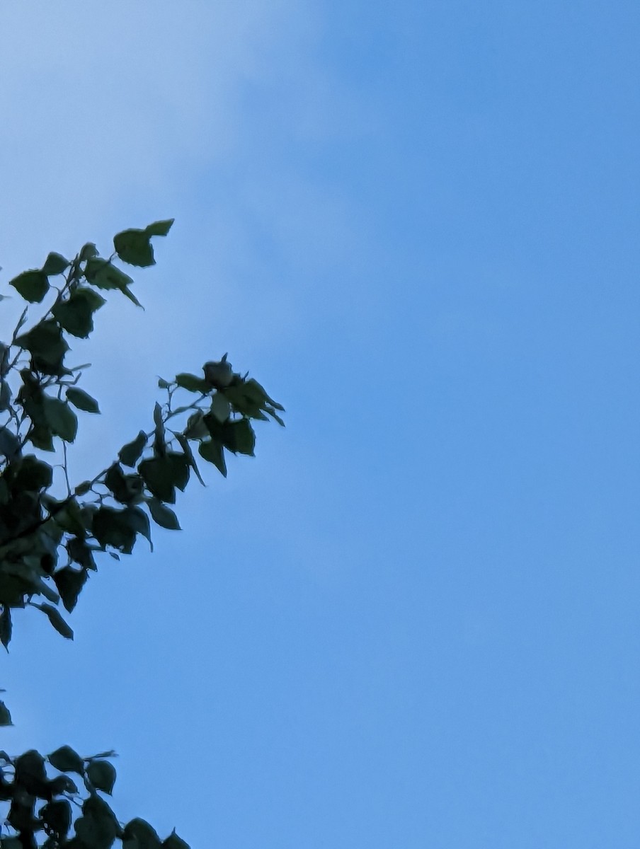 Common Yellowthroat - ML609966669
