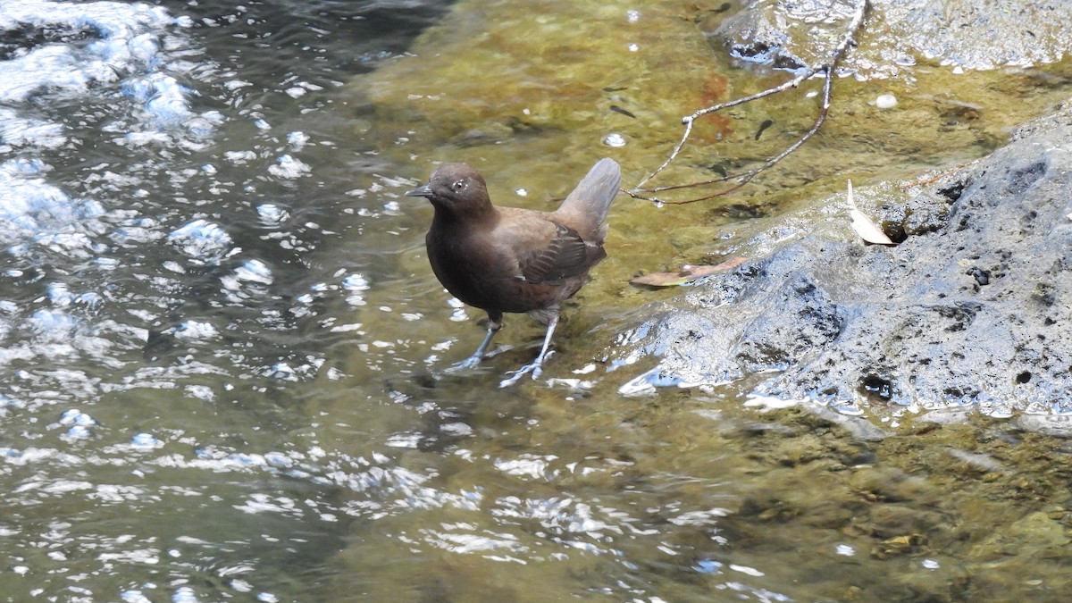 Brown Dipper - ML609966677