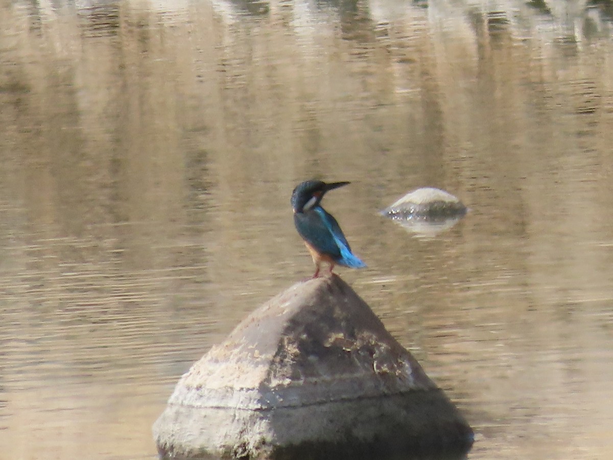 Martin-pêcheur d'Europe - ML609966715