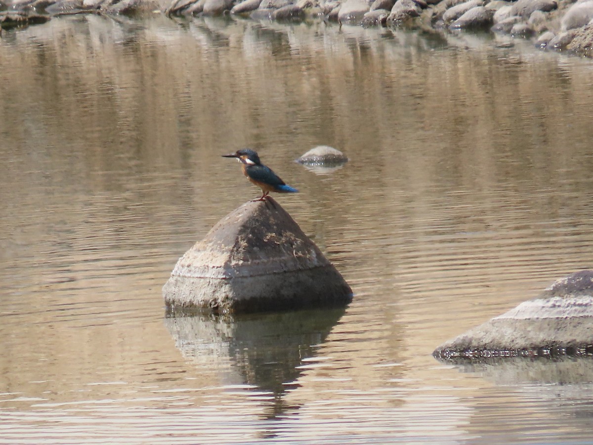 Common Kingfisher - ML609966718