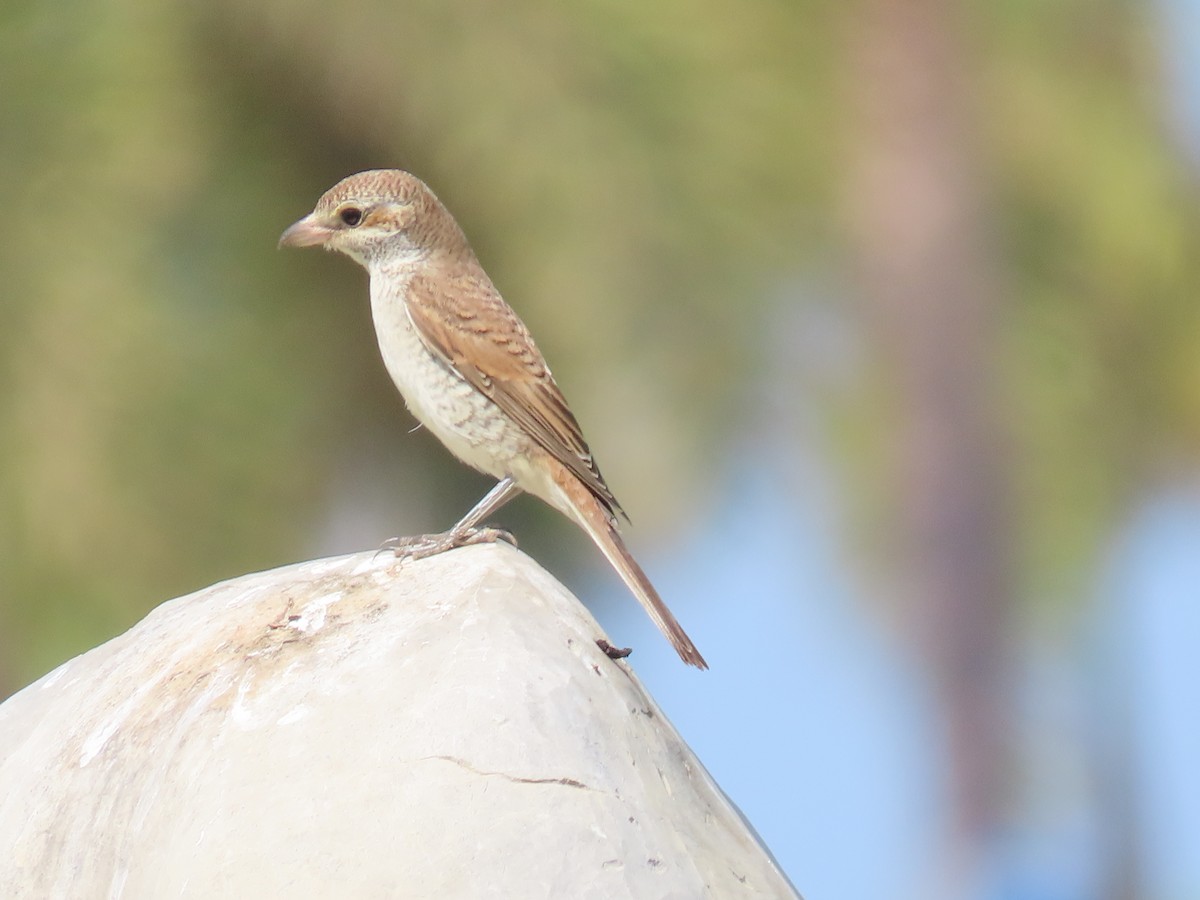 Red-backed Shrike - ML609966736