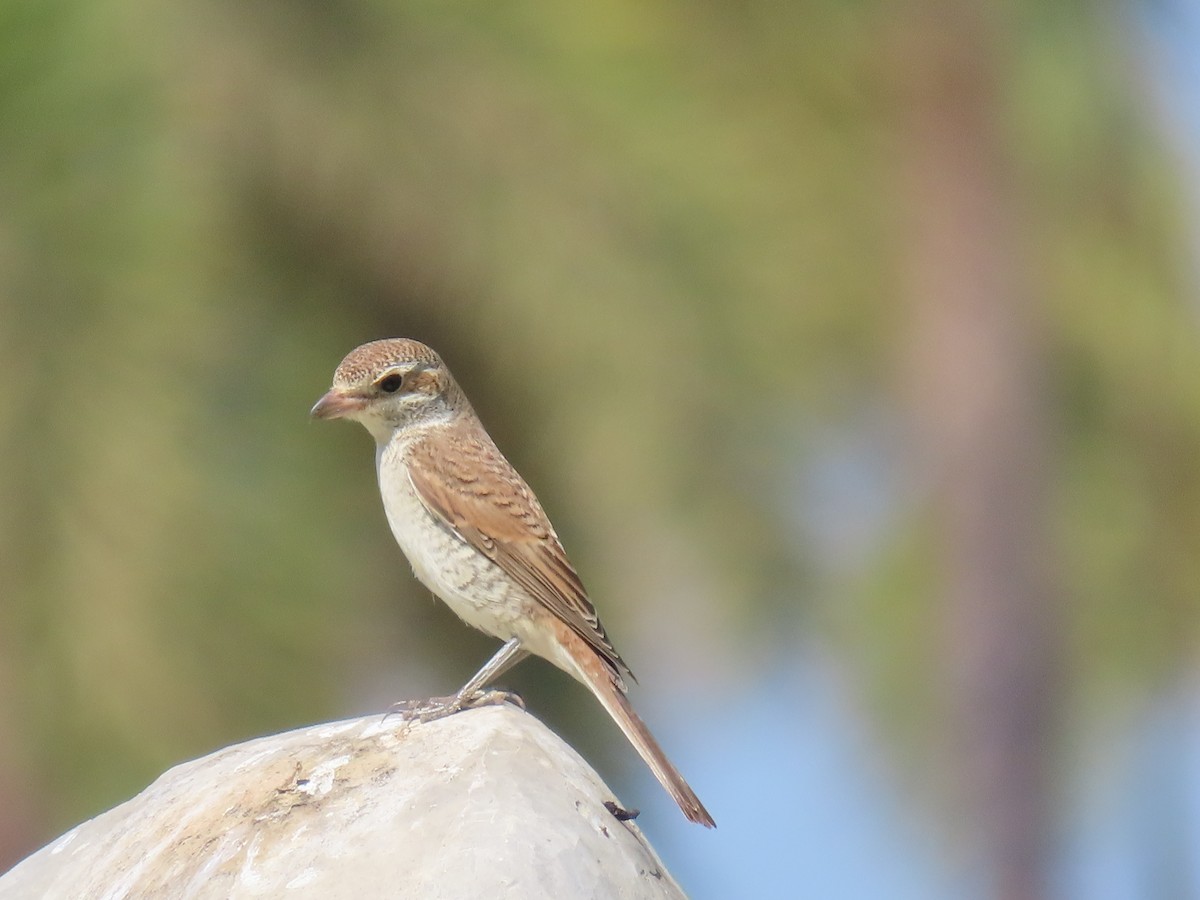 Red-backed Shrike - ML609966737