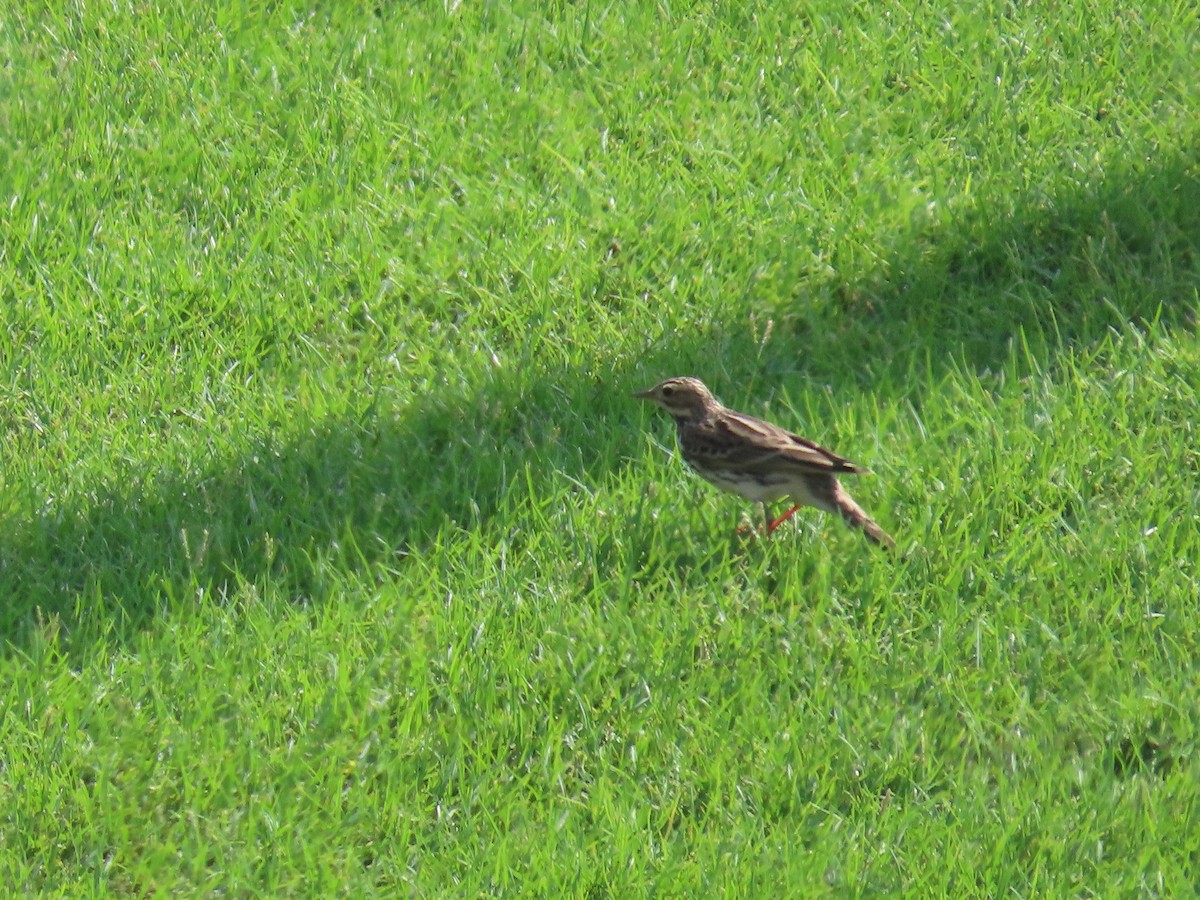 Red-throated Pipit - ML609966746
