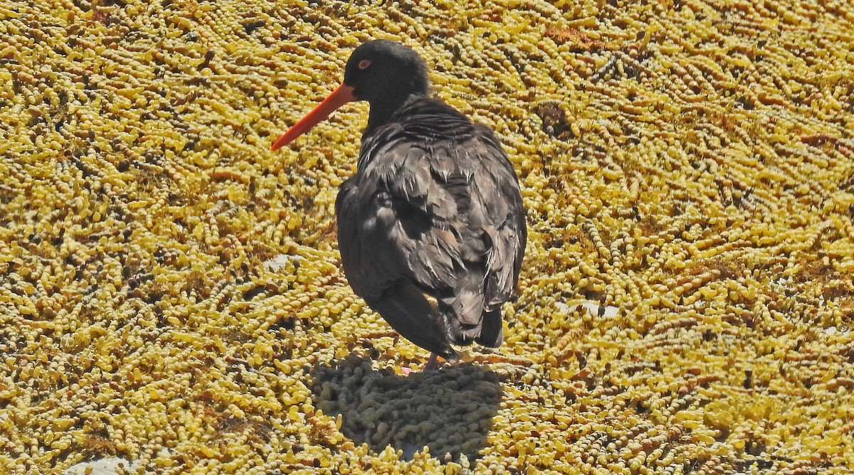 Sooty Oystercatcher - ML609966752