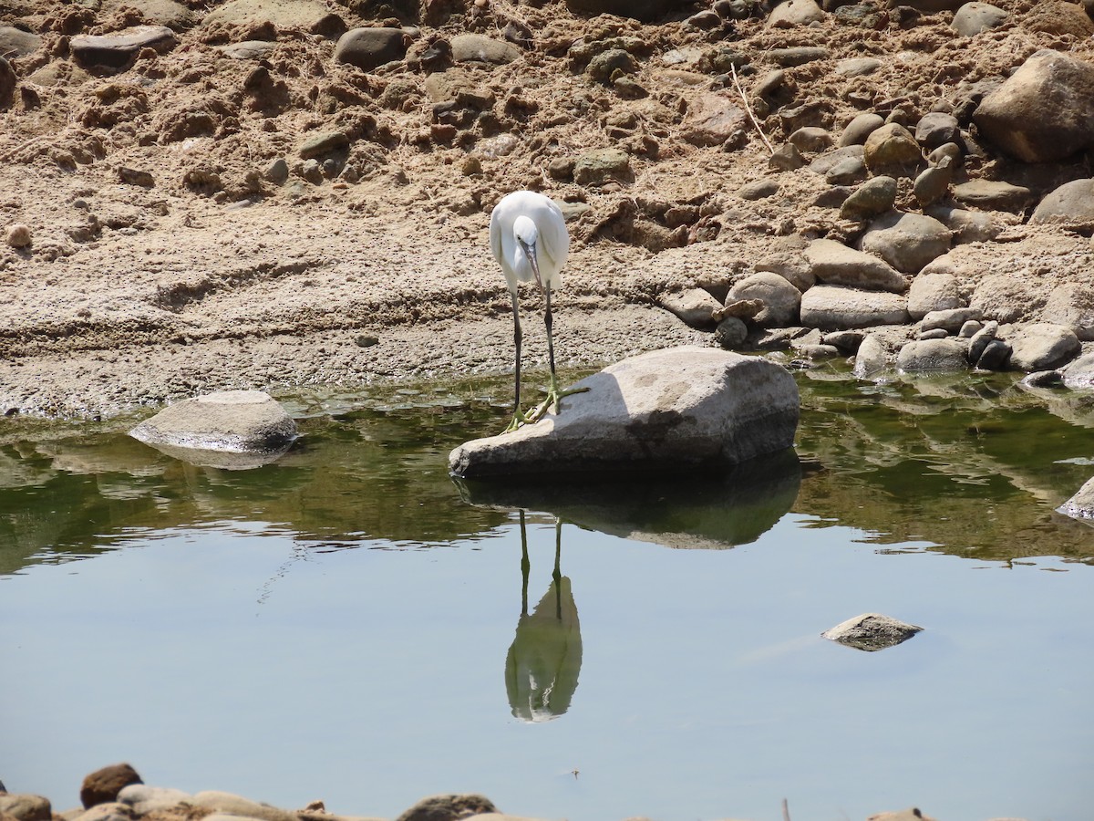 Western Reef-Heron - ML609966770