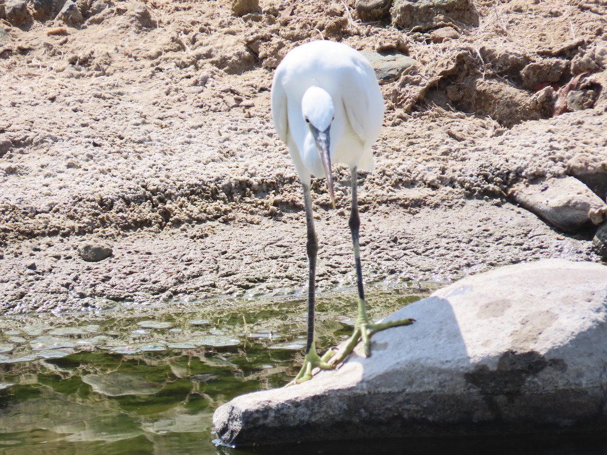 Western Reef-Heron - ML609966771