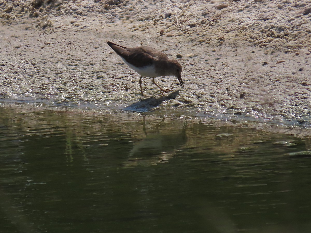 Little Stint - Ute Langner