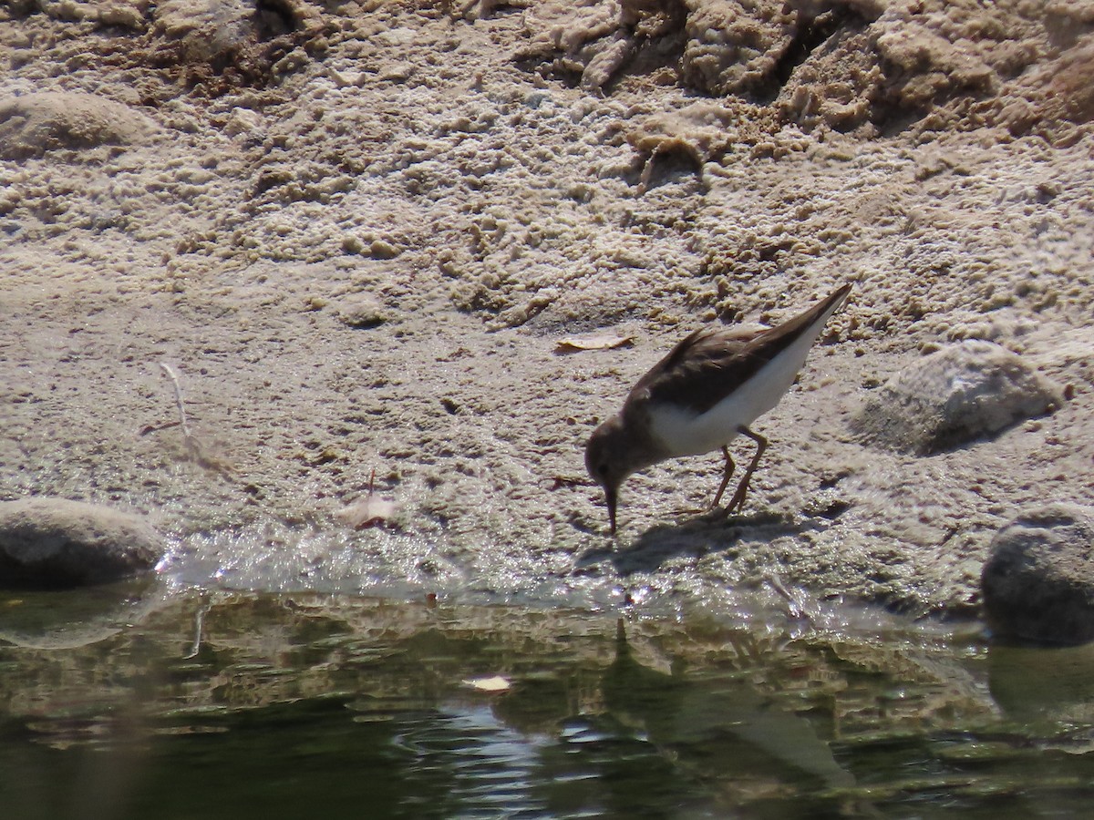 Little Stint - ML609966831