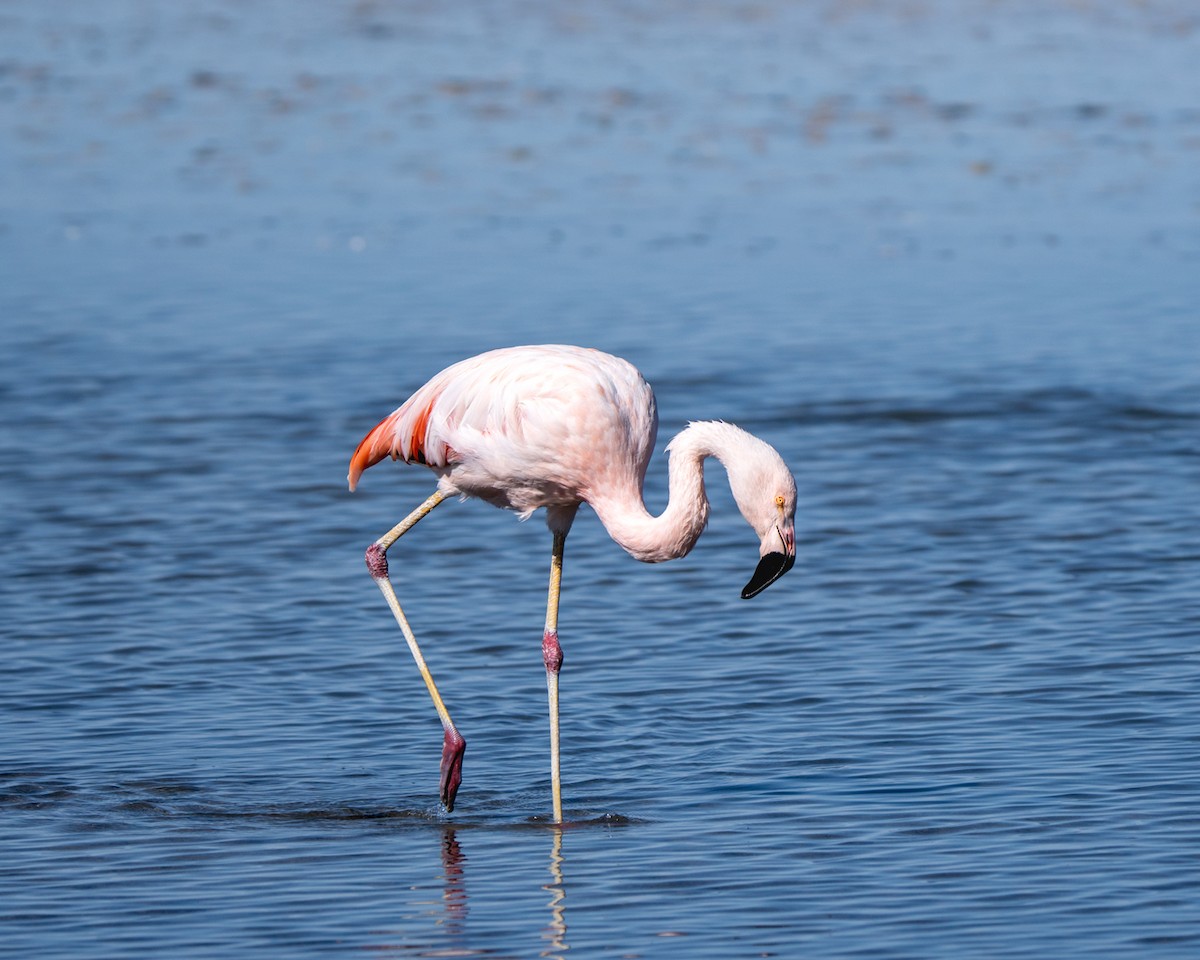 Chilean Flamingo - Roberto Morales