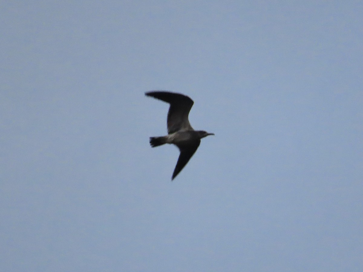 Mouette atricille - ML609966879