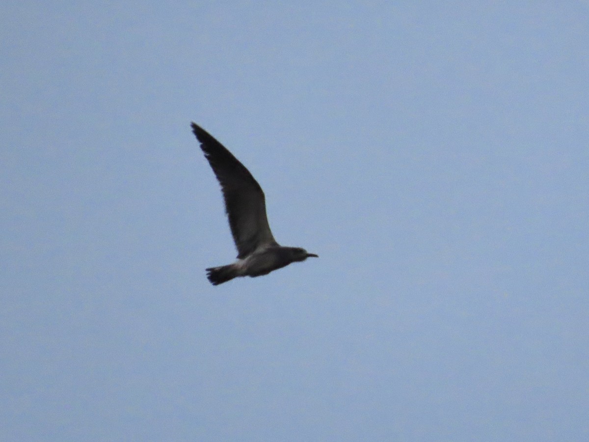 Mouette atricille - ML609966880