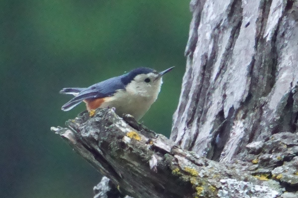 White-cheeked Nuthatch - ML609966916