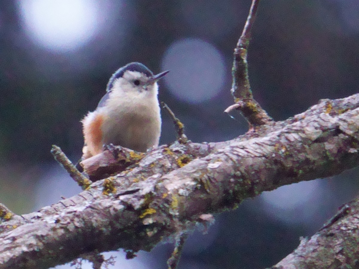 White-cheeked Nuthatch - ML609966922