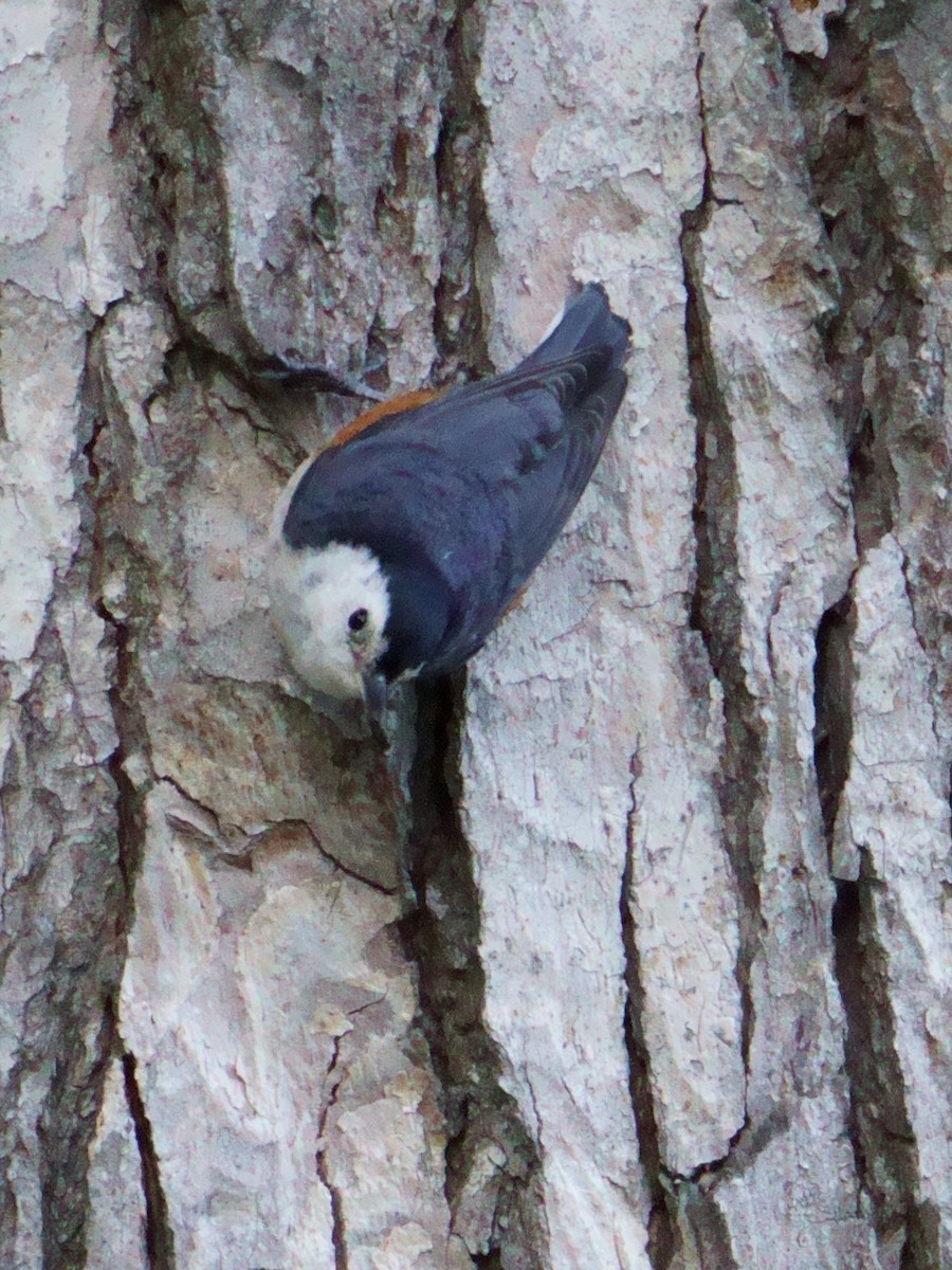 White-cheeked Nuthatch - ML609966936